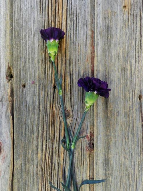 MOONVISTA PURPLE CARNATIONS